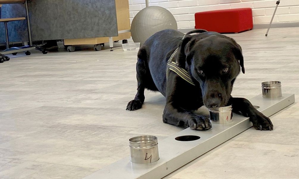 Cães são usados para detectar o novo coronavírus em aeroporto