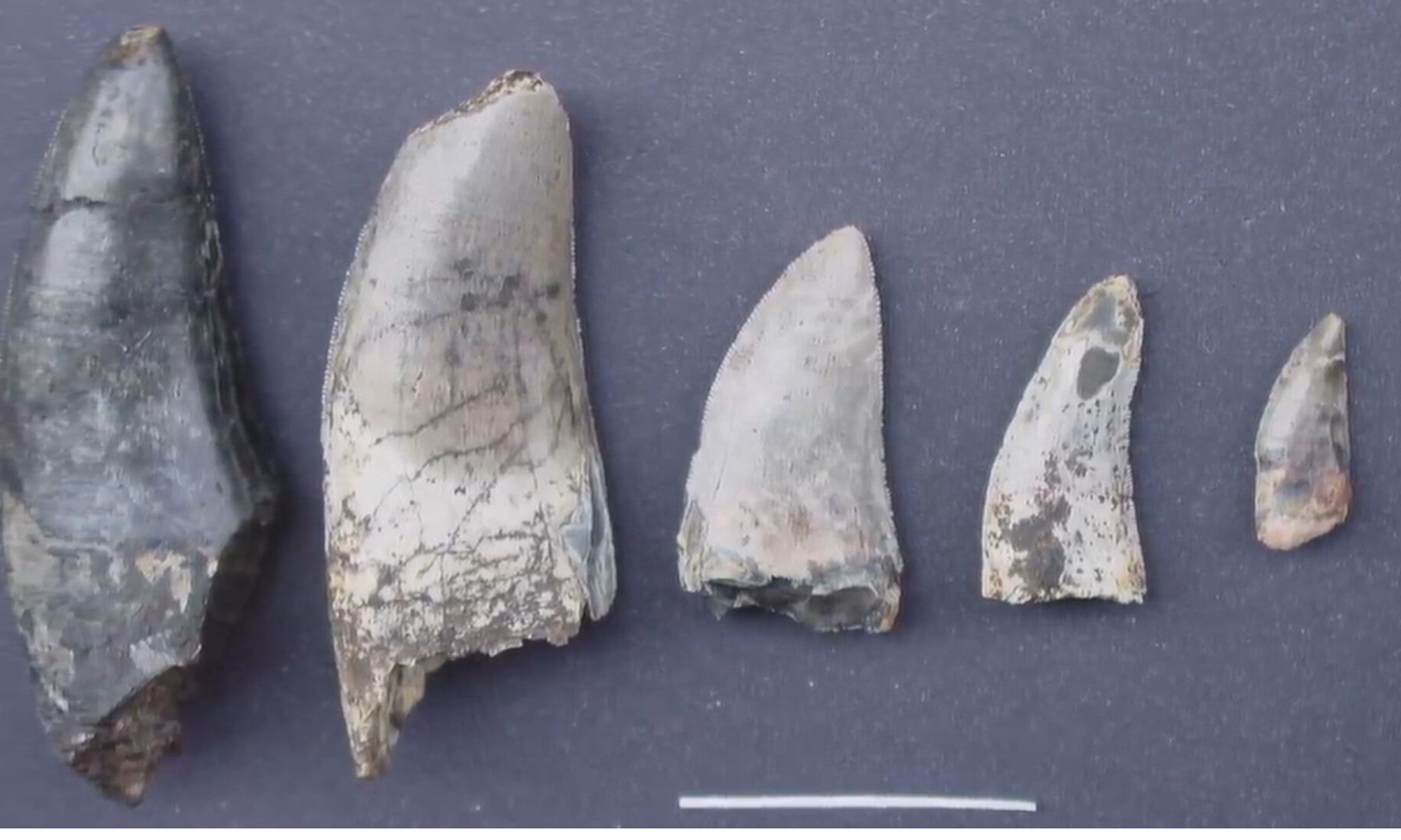 Doença de humanos é descoberta em ossos de dinossauro no interior de SP