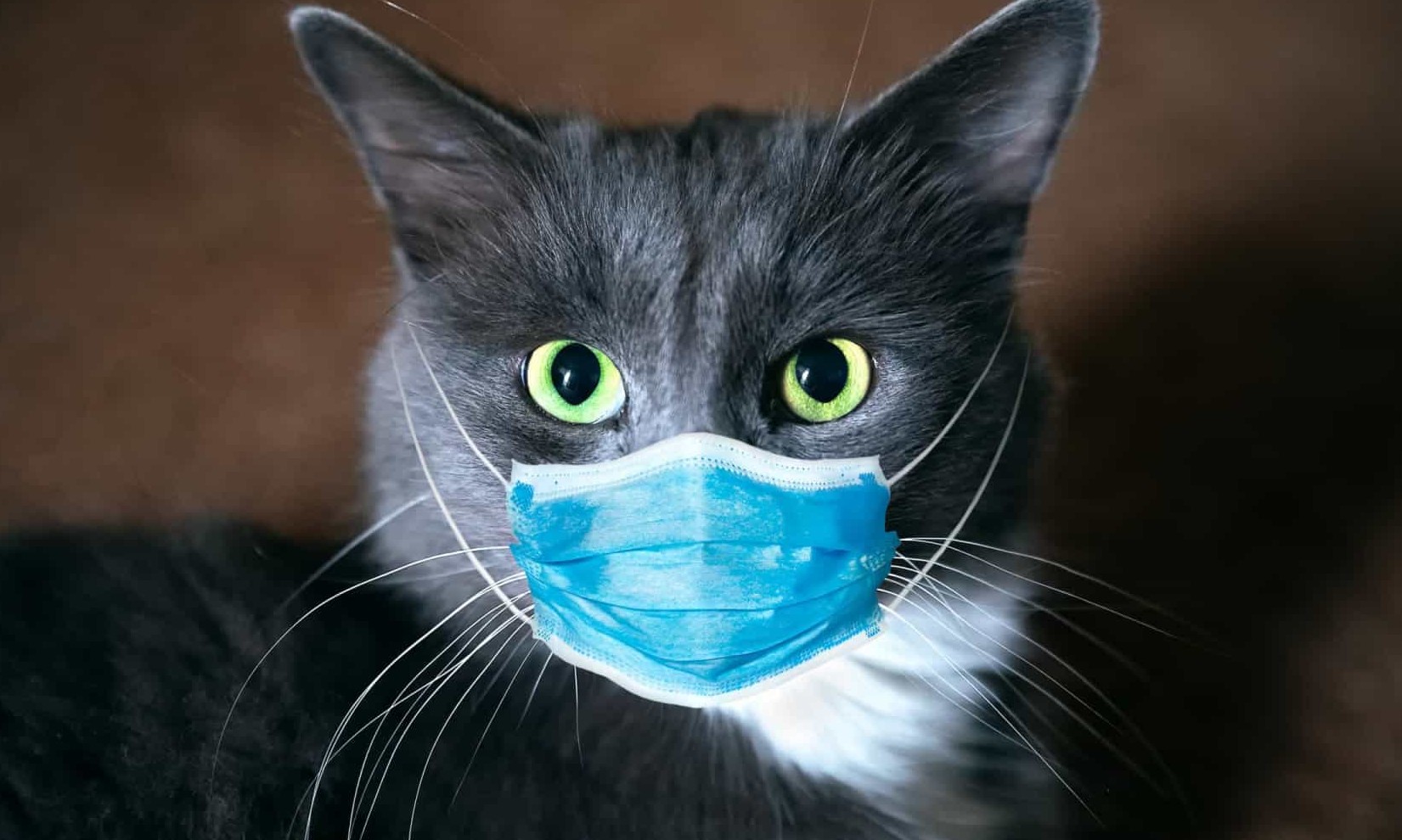 Gatos ficam imunes e podem ajudar na criação de vacina contra Covid