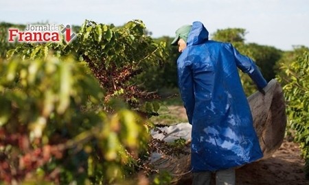 Café: produção 2020/21 deve ser elevada no Brasil