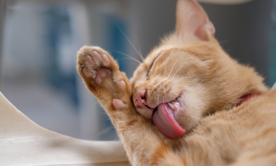 Bola de pelo em gato pode ser problema alimentar! Saiba como resolver
