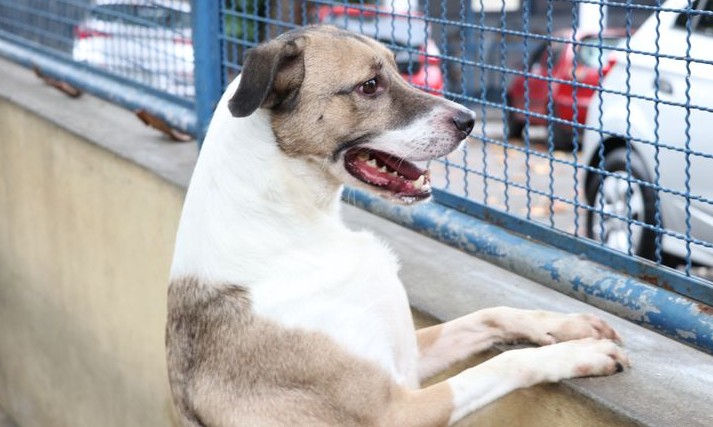 Pets: adoção e abandono de animais aumentam durante a pandemia