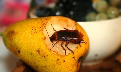 Baratas e asma? Insetos podem causar doenças que você nem imagina