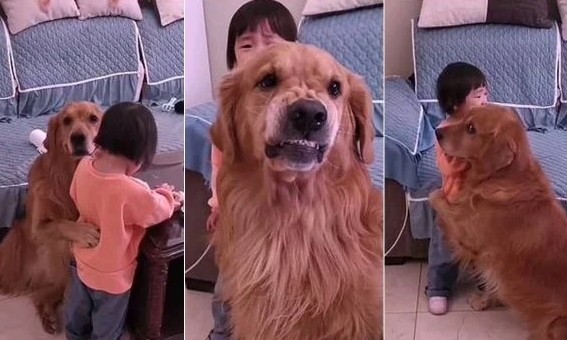 Garotinha leva bronca da mãe e cachorro da família a defende - assista ao vídeo