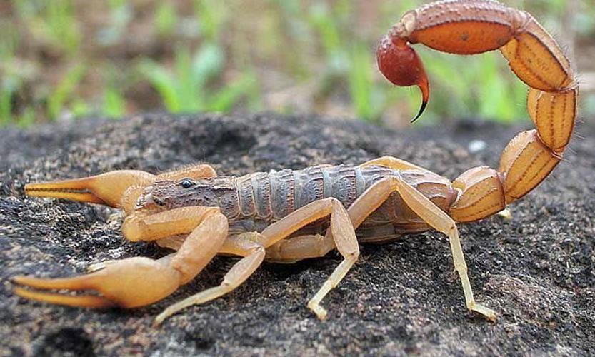Vigilância Ambiental de Franca alerta para perigo de ataques de escorpiões