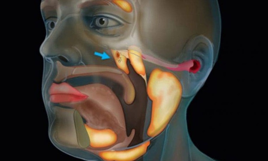 Pesquisadores descobrem por acaso um novo órgão no corpo humano