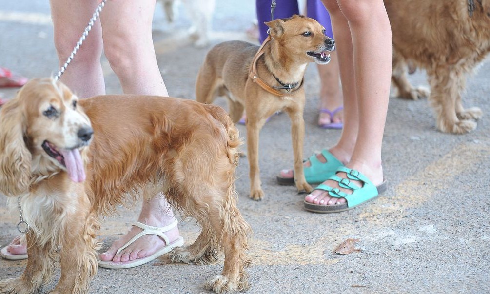 Outubro Rosa Pet alerta para o câncer de mama em cadelas e gatas