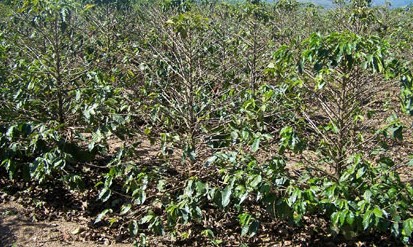 CMN aumenta limite de crédito para cafezais afetados pelo clima