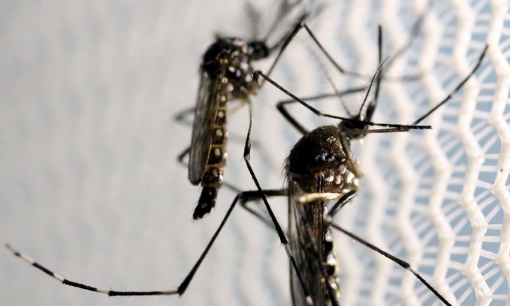 Aumenta a preocupação com doenças ligadas ao Aedes aegypti no verão