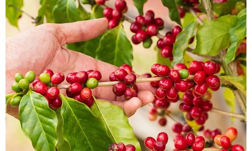 Café terá safra recorde em 2020