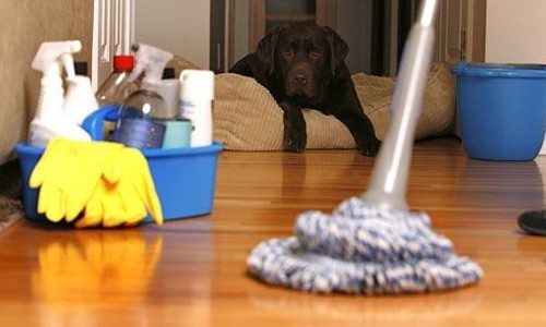 Saiba como tirar cheiro de cachorro da casa de maneira realmente eficaz
