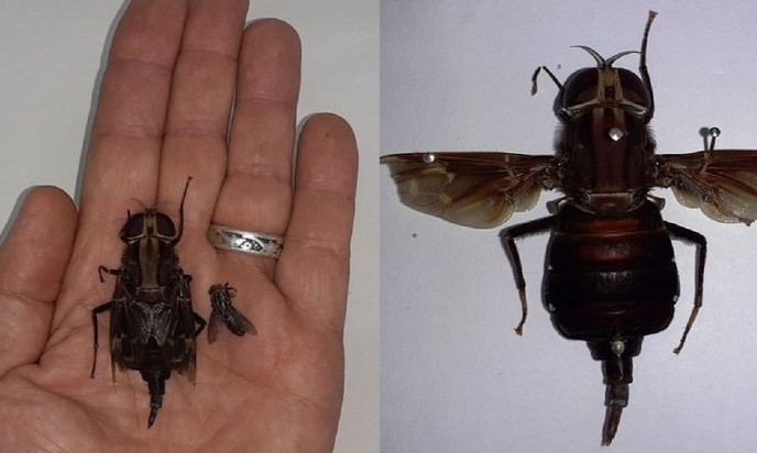 Confundida com beija-flor: maior mosca do mundo é encontrada no litoral de SP