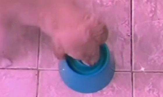 Era para a cachorra comer mais devagar; agora ela come assim - veja no vídeo