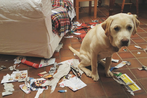 Saiba o que fazer para o seu cachorro deixar de ser o rei da bagunça em casa
