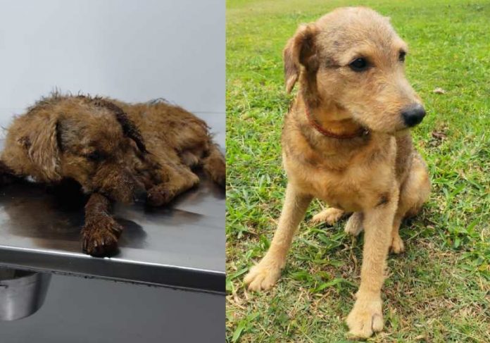 cachorro encontrado no lixo