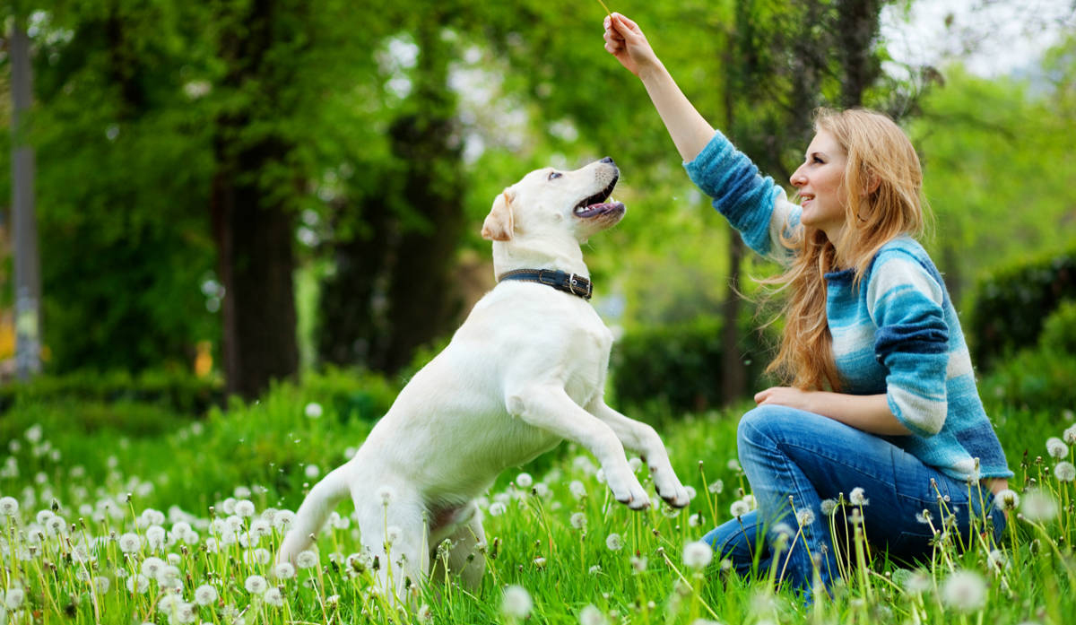 como ensinar o cão a sentar