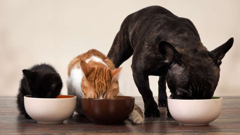 Adoção animais