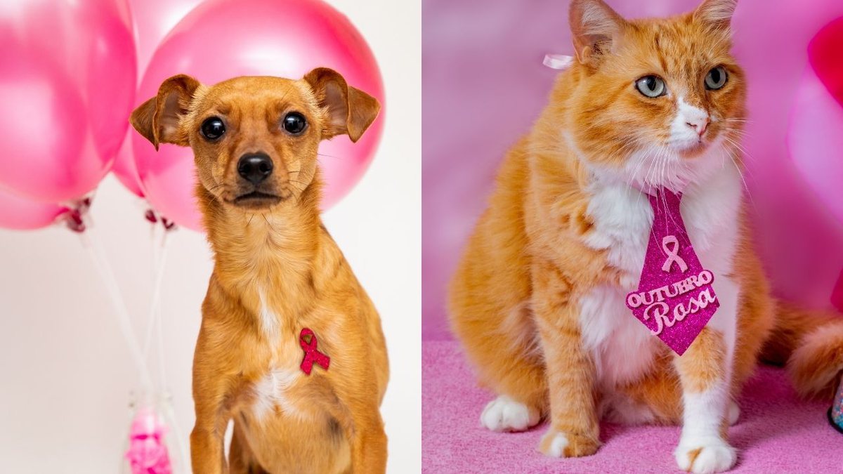 câncer de mama em pets
