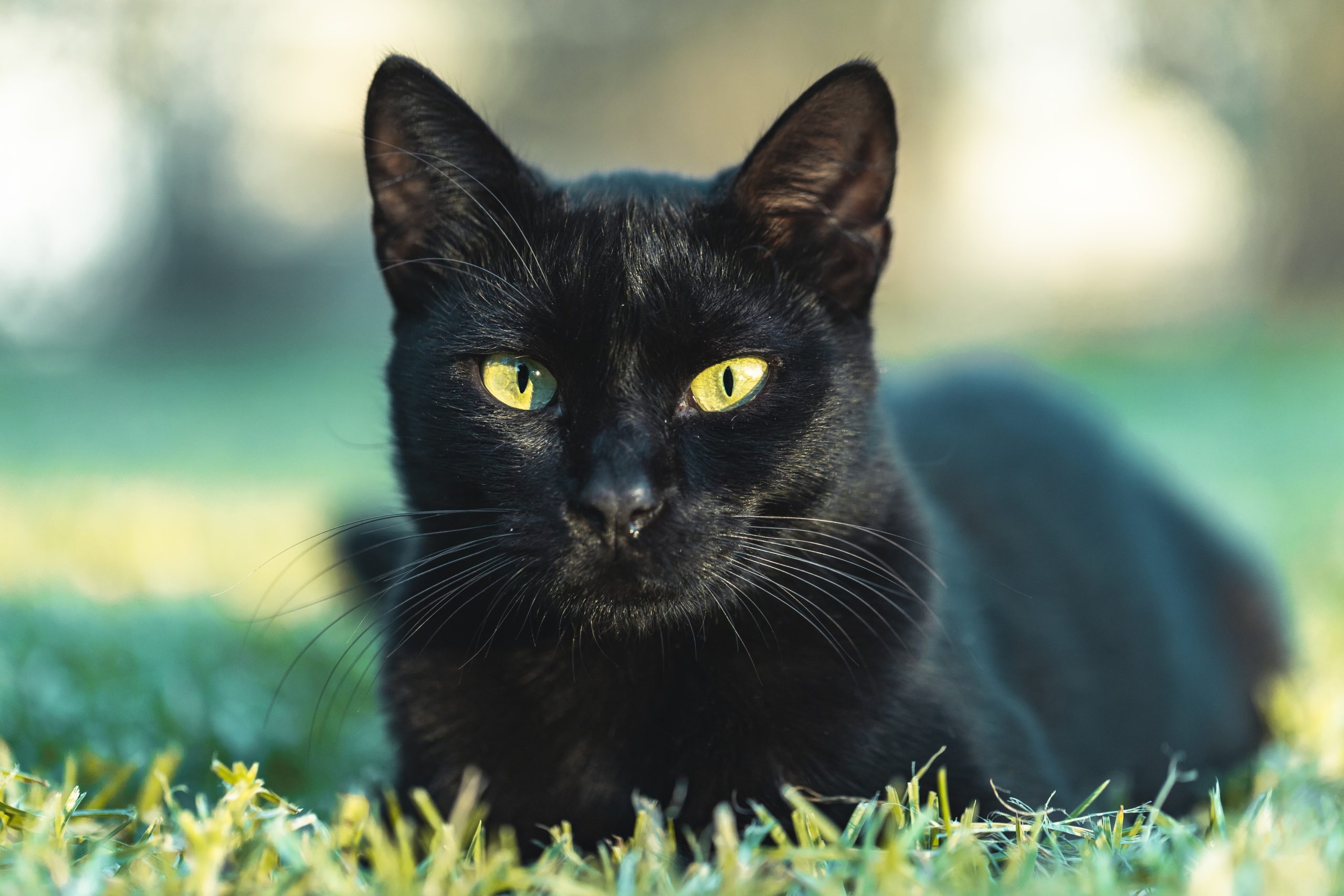 gatos pretos