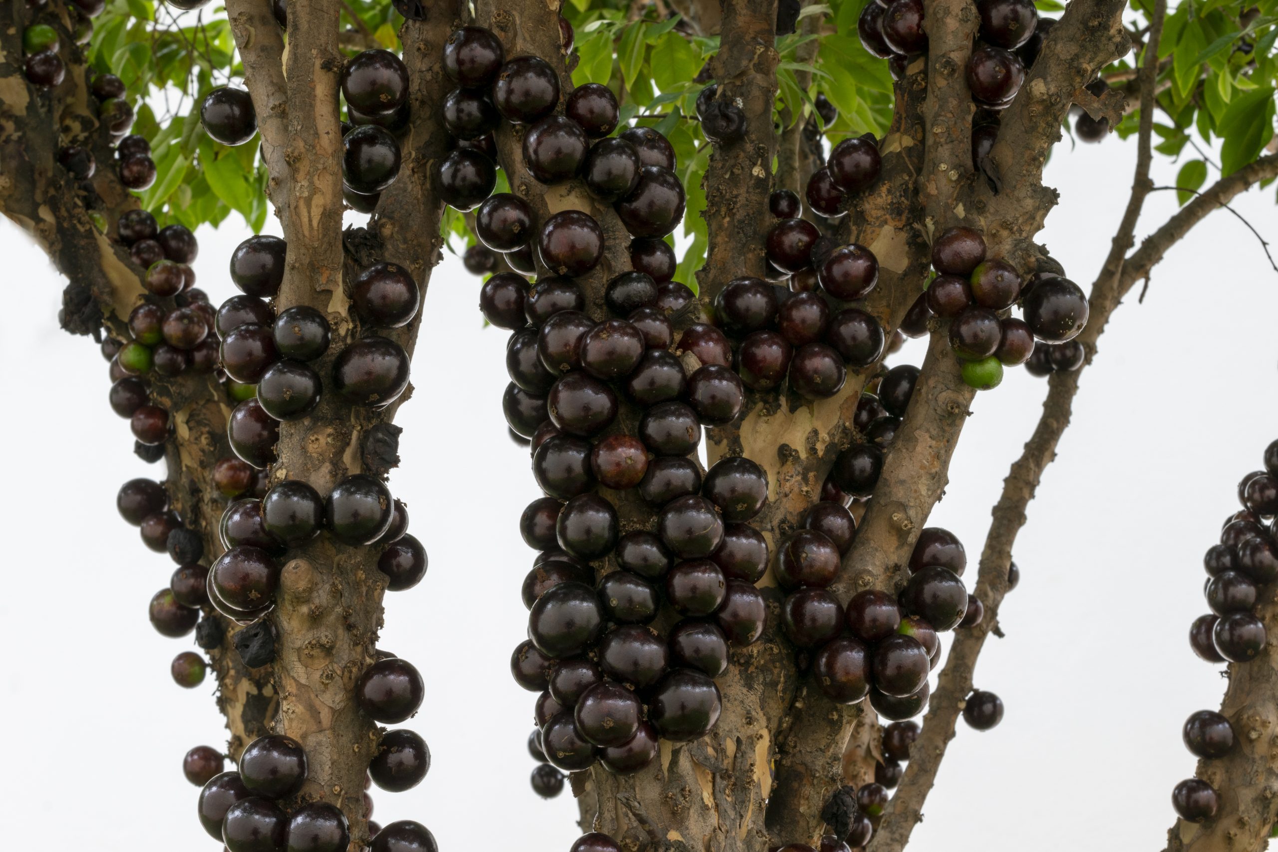 jabuticaba